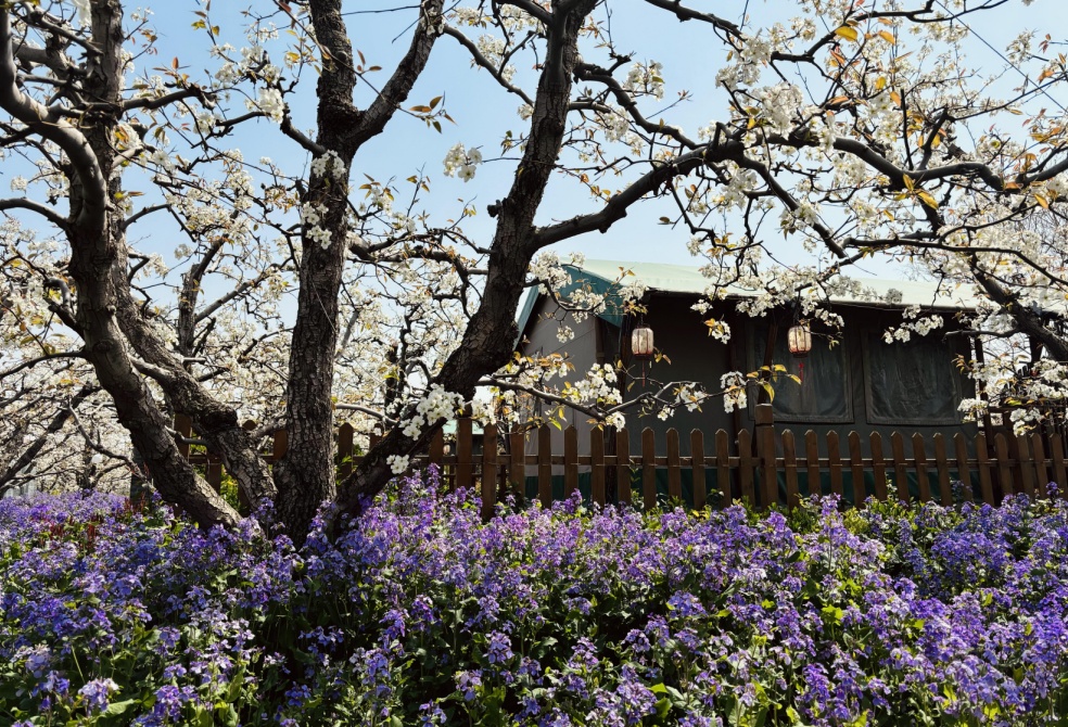 一树梨花满城春 安徽砀山万顷梨花竞相盛放 一树梨花满城春 安徽砀山万顷梨花竞相盛放