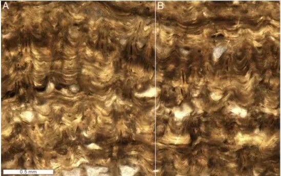 新发现!4.8亿年前的“嫘祖冠毛层孔海绵” 新发现!4.8亿年前的“嫘祖冠毛层孔海绵”