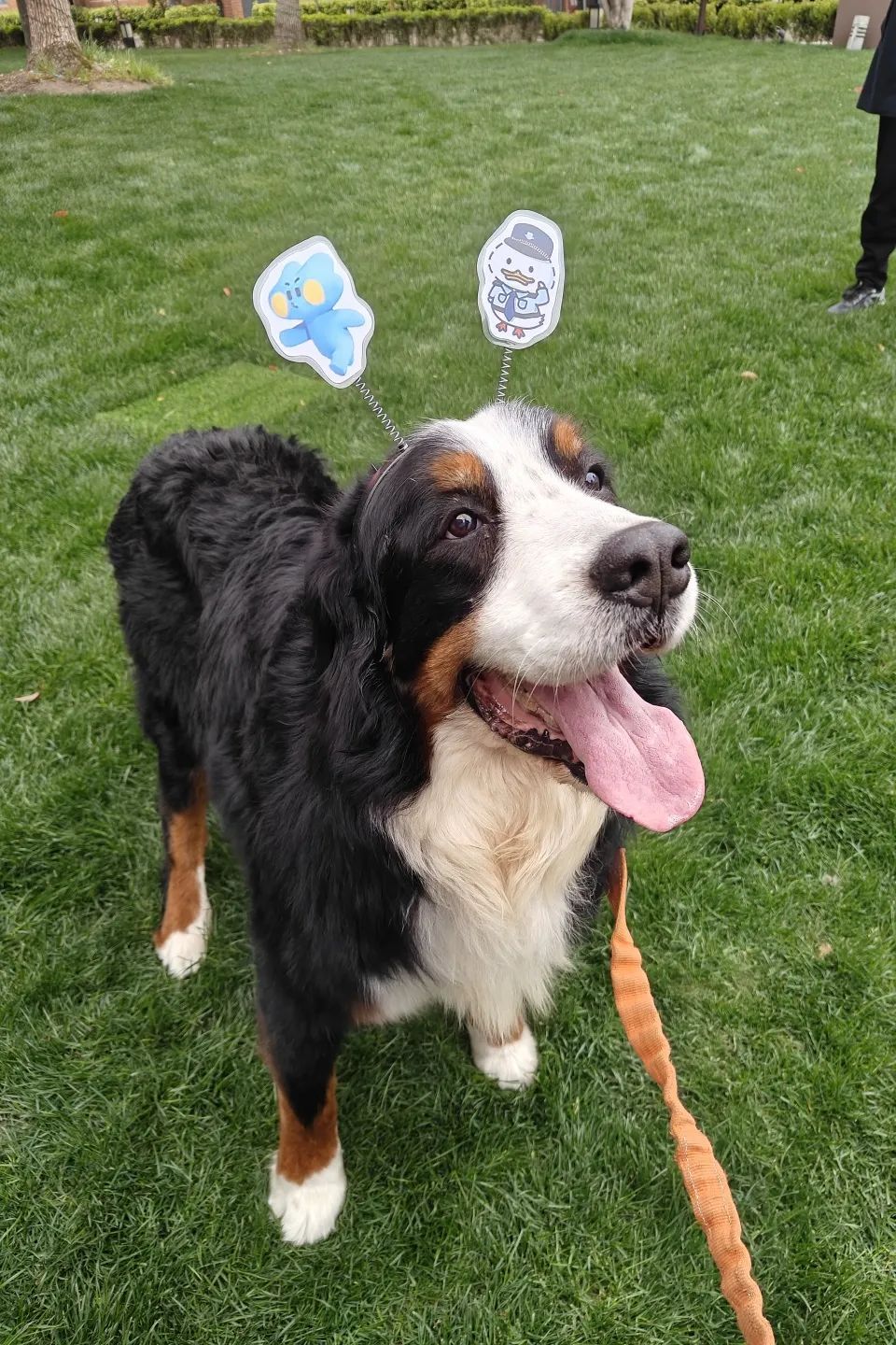 太好了是汪汪队！易被骗群体有救啦！