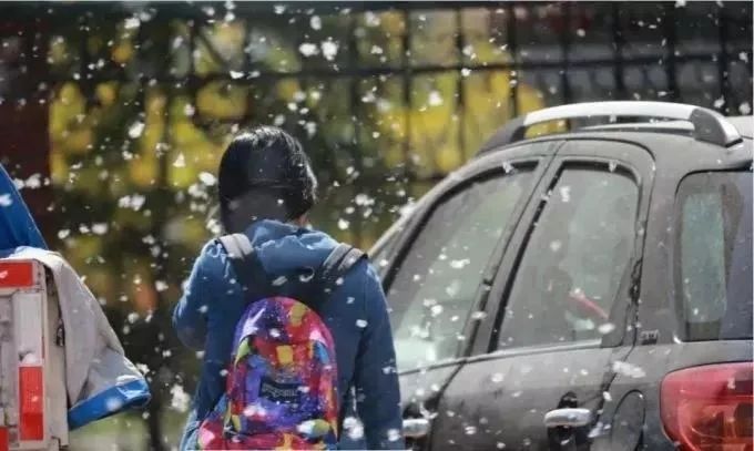 掌握这些技巧，轻松应对柳絮“侵扰”！