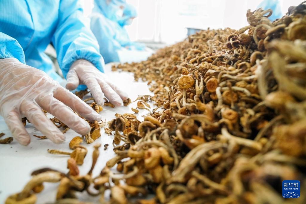 光影流年丨林海告别斧锯声 光影流年丨林海告别斧锯声