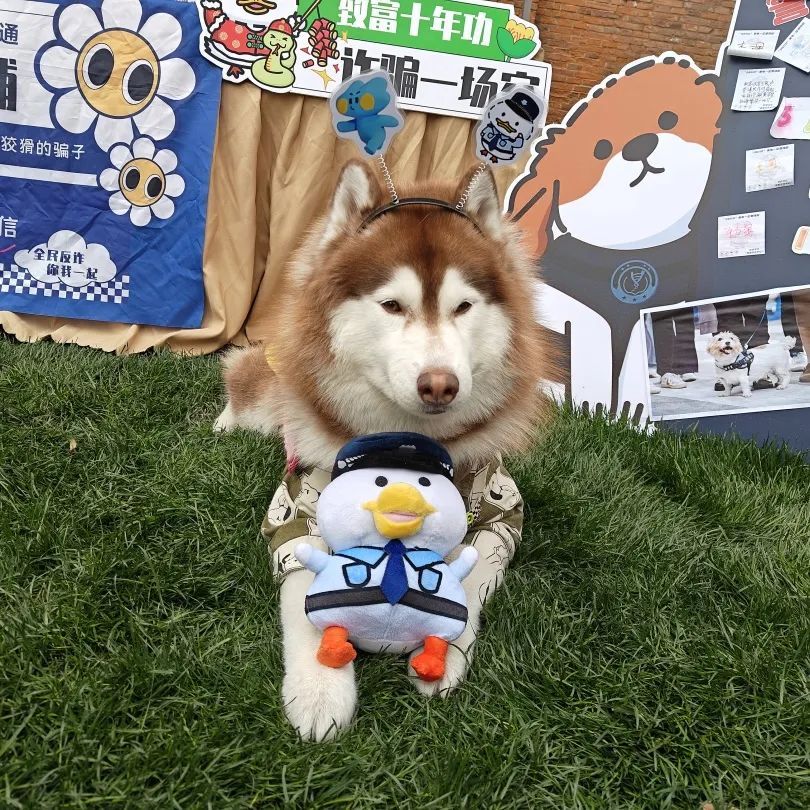 太好了是汪汪队！易被骗群体有救啦！