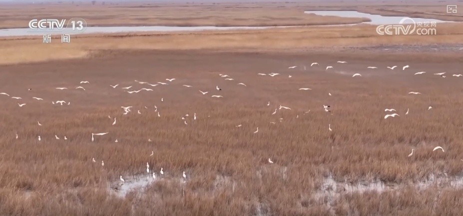 空中第一视角，绝美！跟着“摄影师”白枕鹤“蒙蒙”饱览生态之美