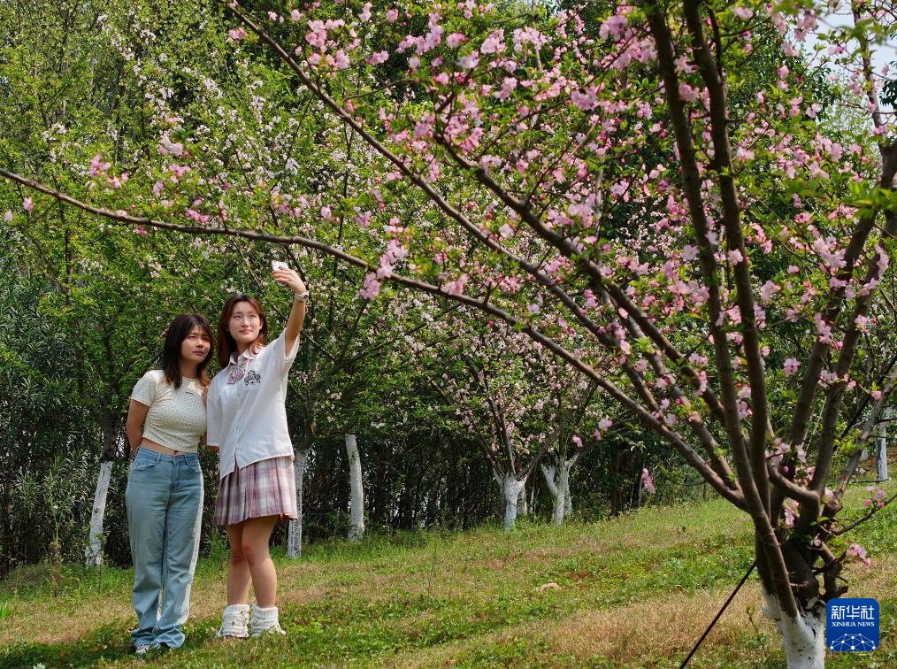 校园赏花季——姹紫嫣红竞春晖 校园赏花季——姹紫嫣红竞春晖