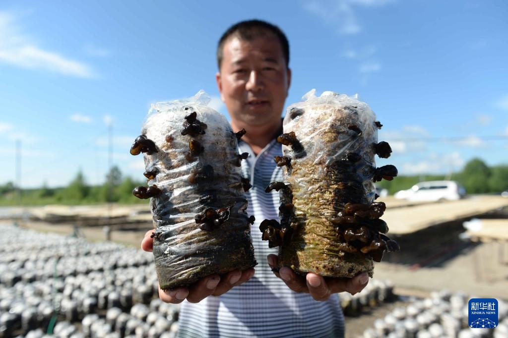 光影流年丨林海告别斧锯声 光影流年丨林海告别斧锯声