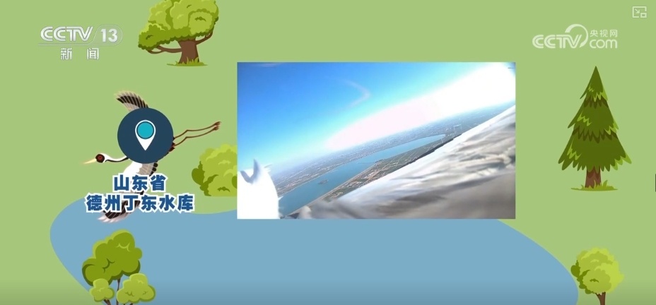 空中第一视角，绝美！跟着“摄影师”白枕鹤“蒙蒙”饱览生态之美