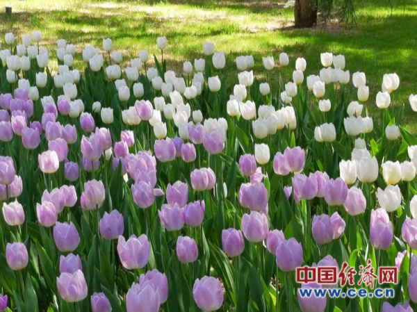 赏花经济:文旅融合下的产业升级新图景 赏花经济:文旅融合下的产业升级新图景