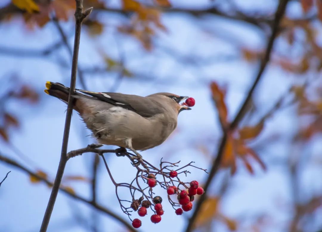国际爱鸟日：为什么不建议你给路边的鸟儿喂食？