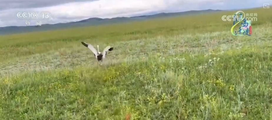 空中第一视角，绝美！跟着“摄影师”白枕鹤“蒙蒙”饱览生态之美