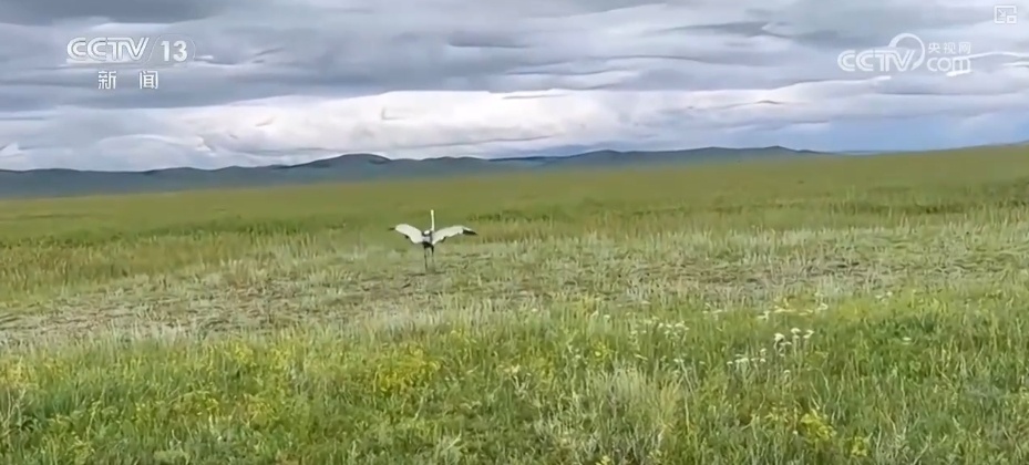 空中第一视角，绝美！跟着“摄影师”白枕鹤“蒙蒙”饱览生态之美