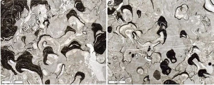 新发现!4.8亿年前的“嫘祖冠毛层孔海绵” 新发现!4.8亿年前的“嫘祖冠毛层孔海绵”