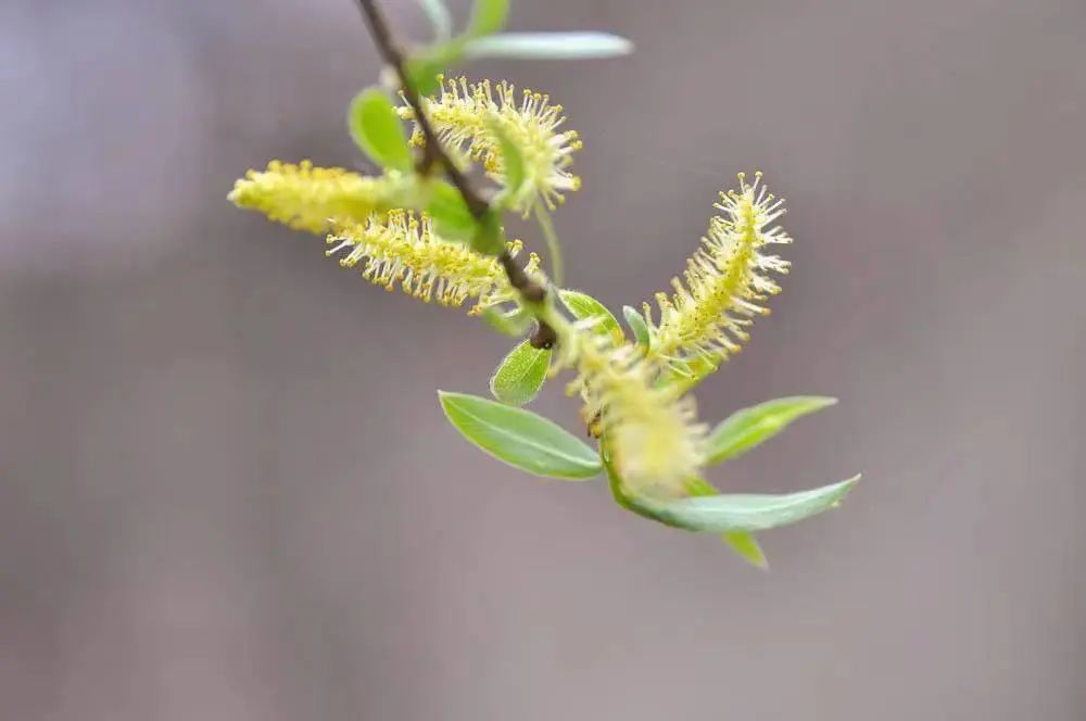 掌握这些技巧，轻松应对柳絮“侵扰”！