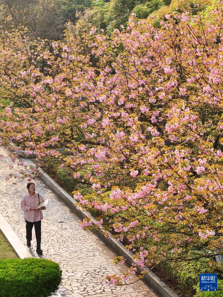 校园赏花季——姹紫嫣红竞春晖 校园赏花季——姹紫嫣红竞春晖