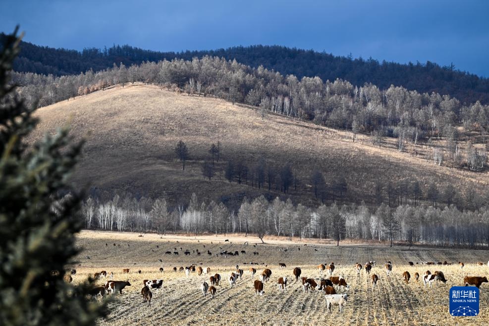 光影流年丨林海告别斧锯声 光影流年丨林海告别斧锯声