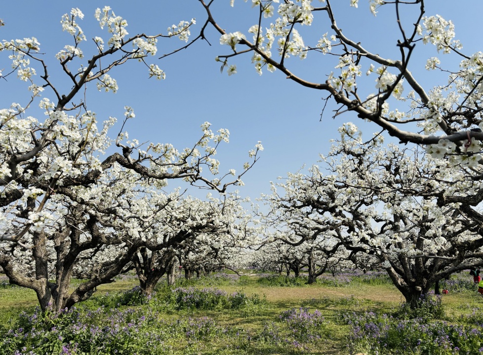一树梨花满城春 安徽砀山万顷梨花竞相盛放 一树梨花满城春 安徽砀山万顷梨花竞相盛放