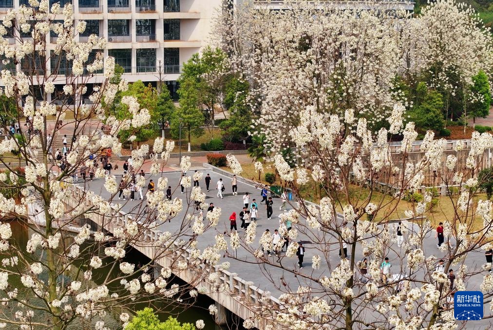 校园赏花季——姹紫嫣红竞春晖 校园赏花季——姹紫嫣红竞春晖