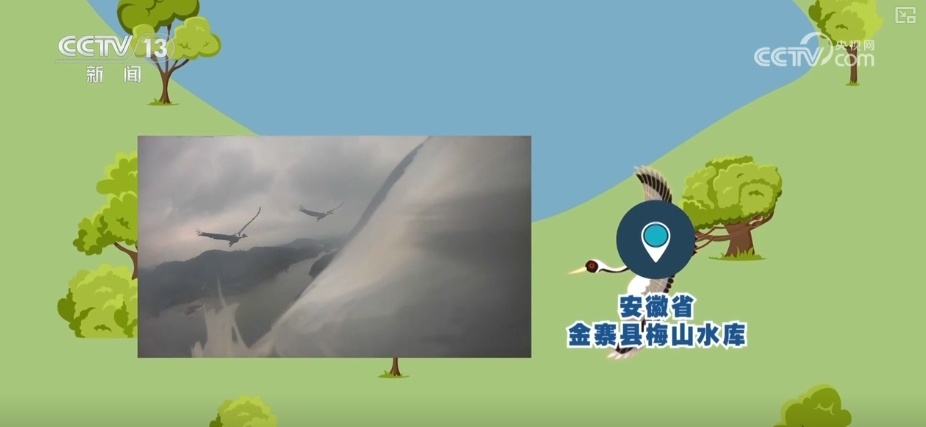 空中第一视角，绝美！跟着“摄影师”白枕鹤“蒙蒙”饱览生态之美