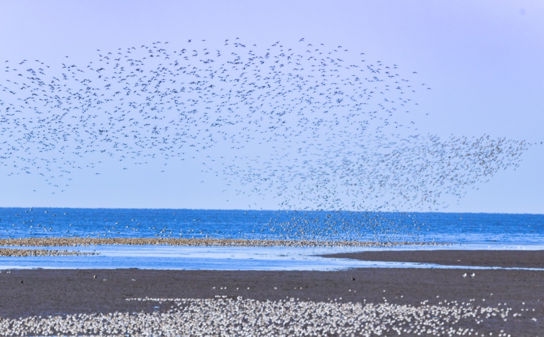 叮~丹东向您发出观鸟邀请函 叮~丹东向您发出观鸟邀请函