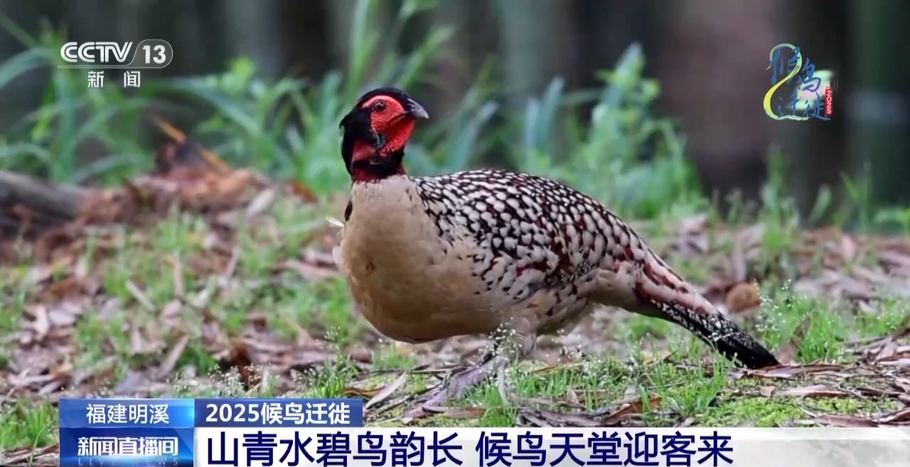 在观鸟界火出圈的明溪县 究竟有什么独特魅力? 在观鸟界火出圈的明溪县 究竟有什么独特魅力?