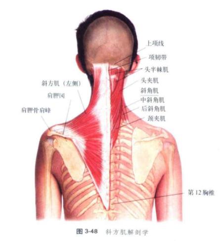 一个方法，就能告别圆肩驼背、“富贵包”！强烈建议你试试