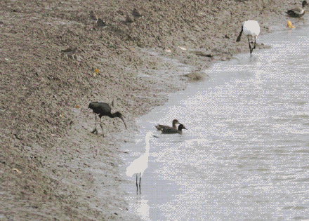 彩鹮与仙八色鸫现身深圳闹市