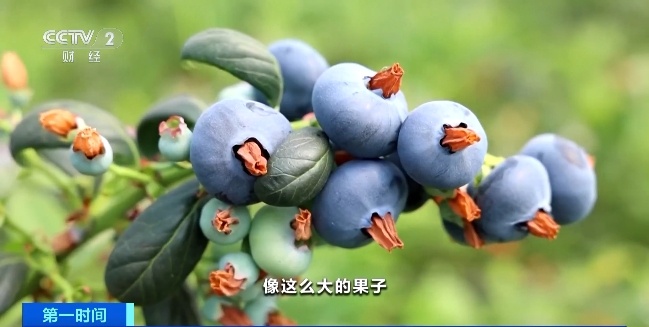 降价啦！从上百元一斤到9.9元一盒，很多人爱吃……