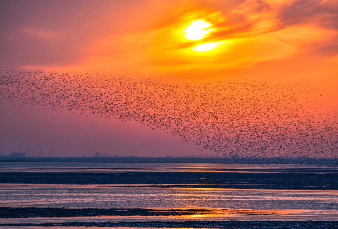叮~丹东向您发出观鸟邀请函 叮~丹东向您发出观鸟邀请函
