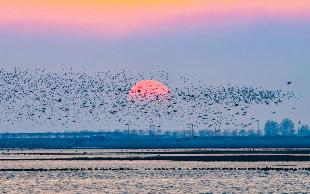 叮~丹东向您发出观鸟邀请函 叮~丹东向您发出观鸟邀请函