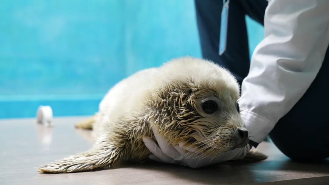 “芝麻汤圆”（国家一级保护动物），顺利降生