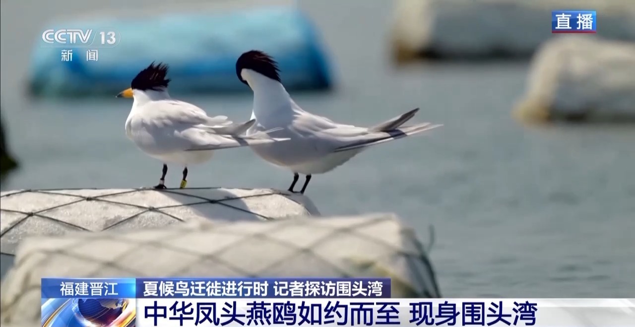 在观鸟界火出圈的明溪县 究竟有什么独特魅力? 在观鸟界火出圈的明溪县 究竟有什么独特魅力?