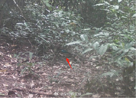 彩鹮与仙八色鸫现身深圳闹市