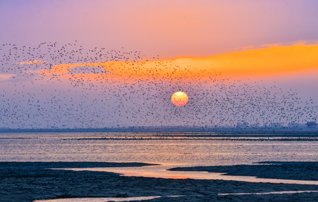 叮~丹东向您发出观鸟邀请函 叮~丹东向您发出观鸟邀请函