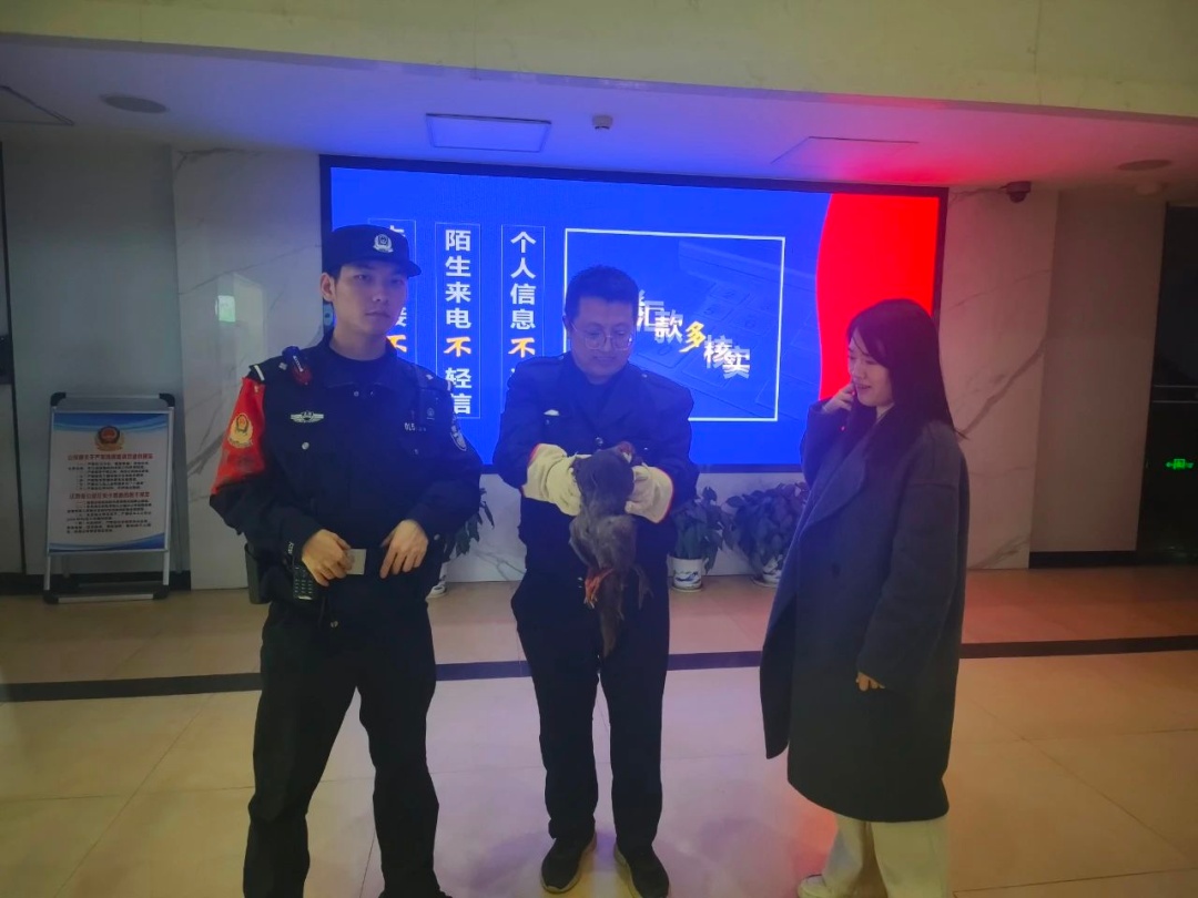 国家二级保护动物！在南昌被救