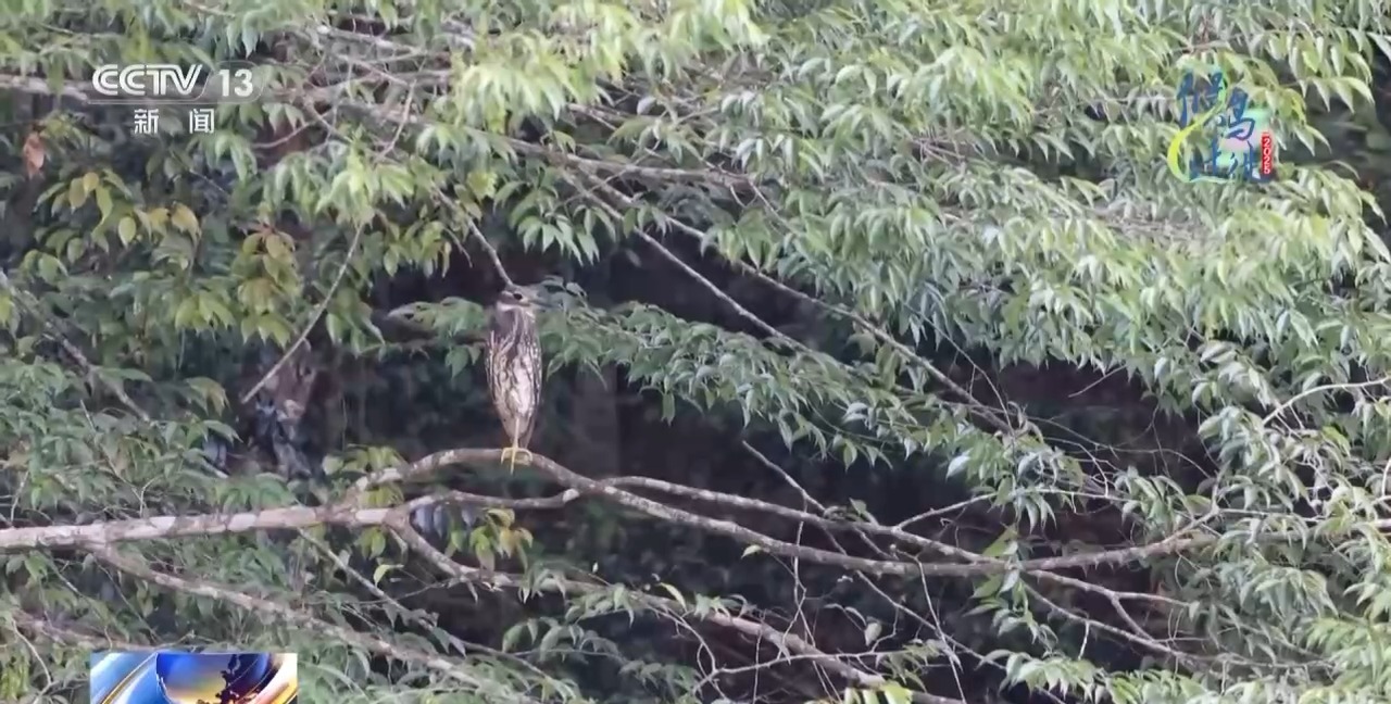 在观鸟界火出圈的明溪县 究竟有什么独特魅力? 在观鸟界火出圈的明溪县 究竟有什么独特魅力?
