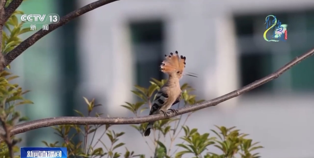 在观鸟界火出圈的明溪县 究竟有什么独特魅力? 在观鸟界火出圈的明溪县 究竟有什么独特魅力?