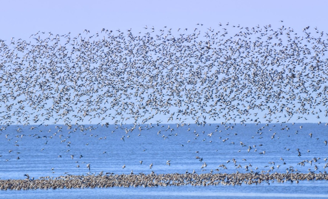 叮~丹东向您发出观鸟邀请函 叮~丹东向您发出观鸟邀请函