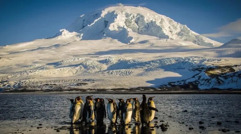 特朗普关税大棒挥向无人岛!企鹅:@#¥%……& 特朗普关税大棒挥向无人岛!企鹅:@#¥%……&