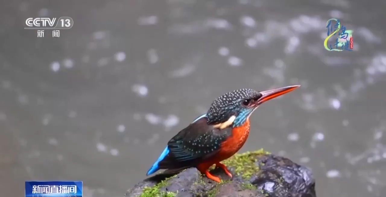 在观鸟界火出圈的明溪县 究竟有什么独特魅力? 在观鸟界火出圈的明溪县 究竟有什么独特魅力?