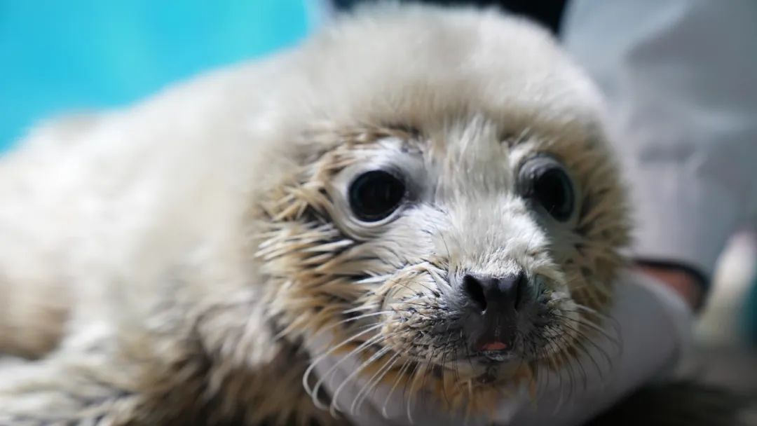 “芝麻汤圆”（国家一级保护动物），顺利降生