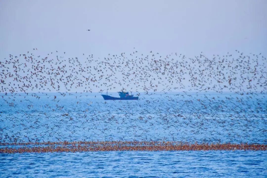 叮~丹东向您发出观鸟邀请函 叮~丹东向您发出观鸟邀请函