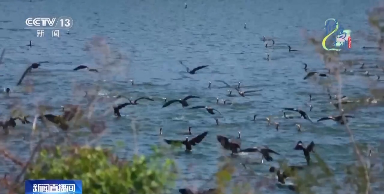 在观鸟界火出圈的明溪县 究竟有什么独特魅力? 在观鸟界火出圈的明溪县 究竟有什么独特魅力?