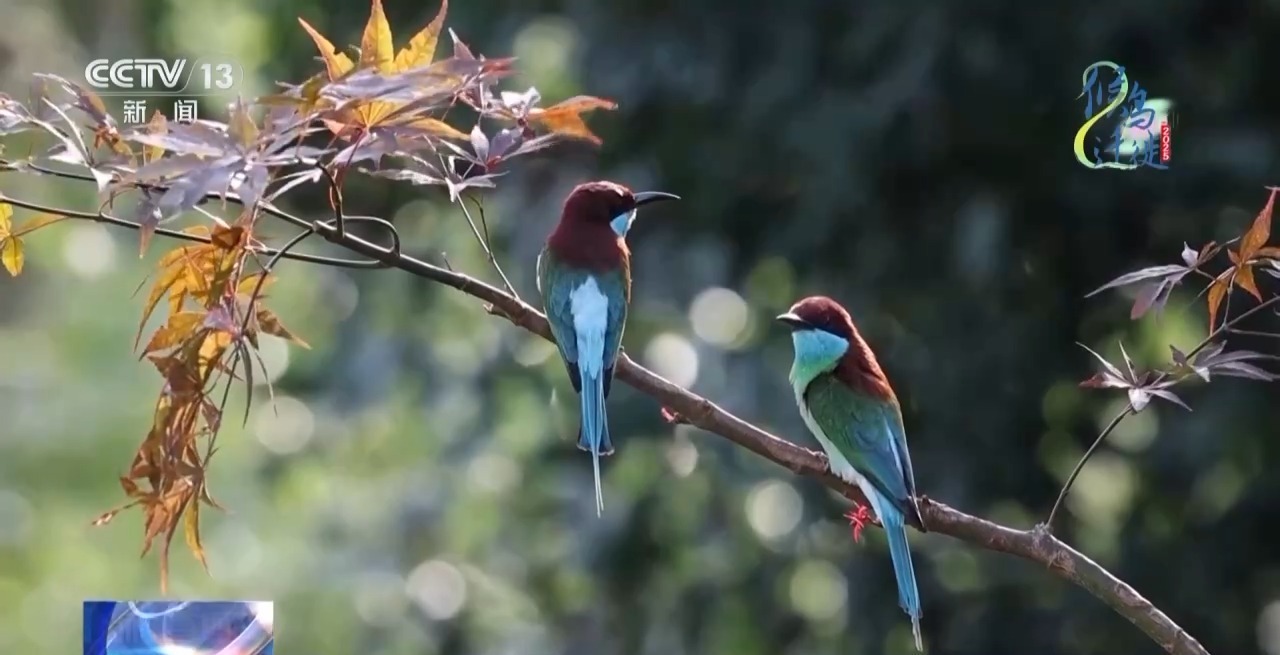 在观鸟界火出圈的明溪县 究竟有什么独特魅力? 在观鸟界火出圈的明溪县 究竟有什么独特魅力?