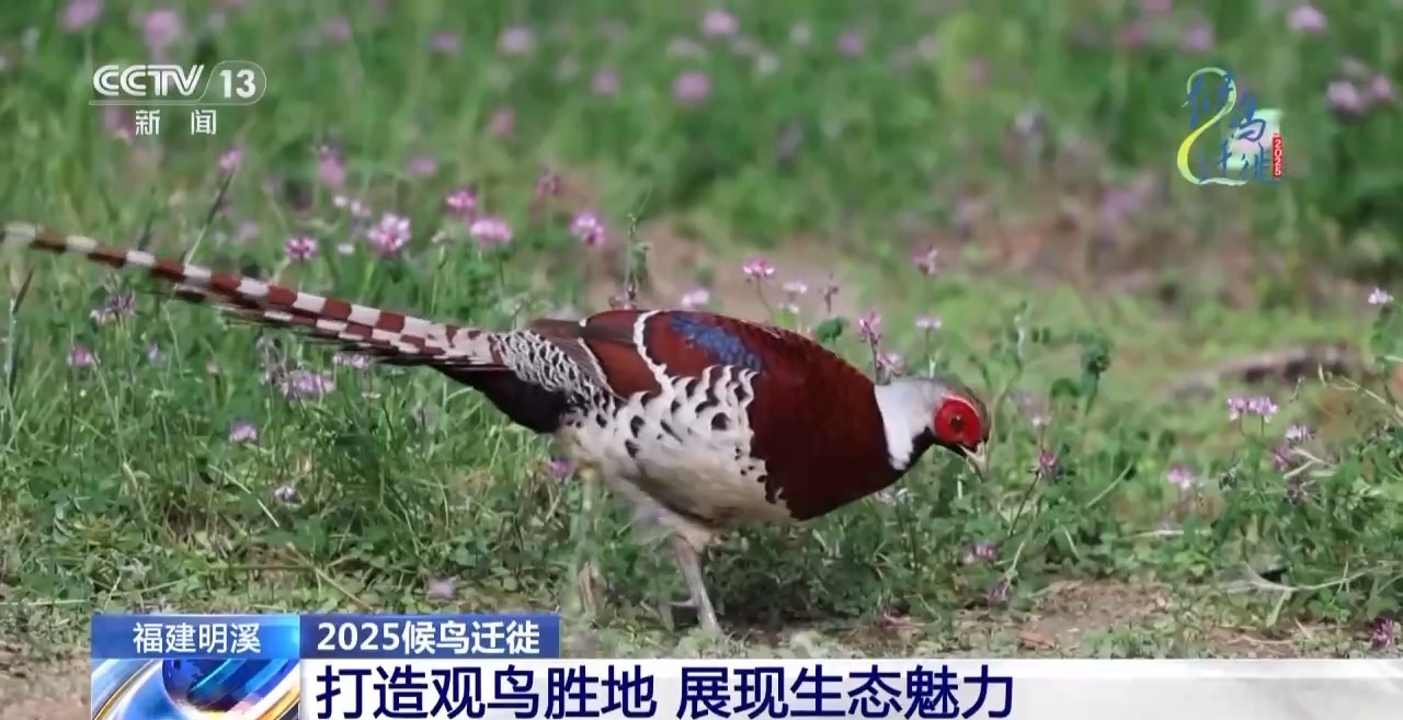 在观鸟界火出圈的明溪县 究竟有什么独特魅力? 在观鸟界火出圈的明溪县 究竟有什么独特魅力?