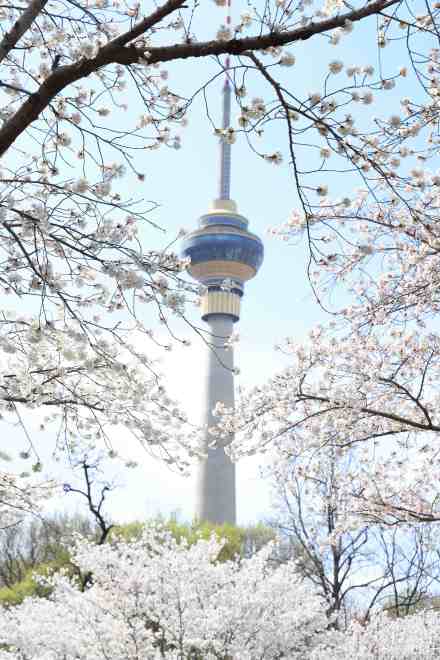 收藏！玉渊潭的樱花是春天写的诗