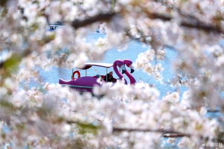 收藏！玉渊潭的樱花是春天写的诗