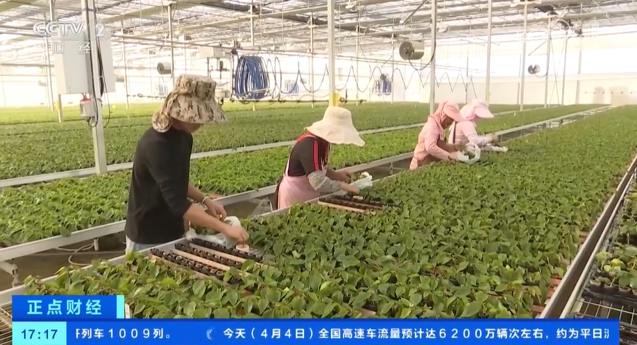 花卉消费市场崛起 花卉种苗种球进口迎来高峰期 花卉消费市场崛起 花卉种苗种球进口迎来高峰期