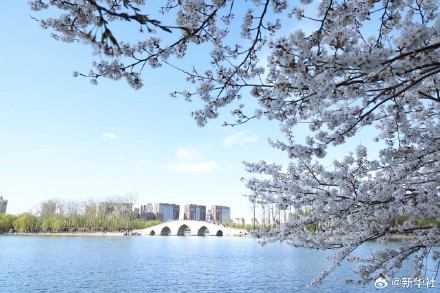 收藏！玉渊潭的樱花是春天写的诗