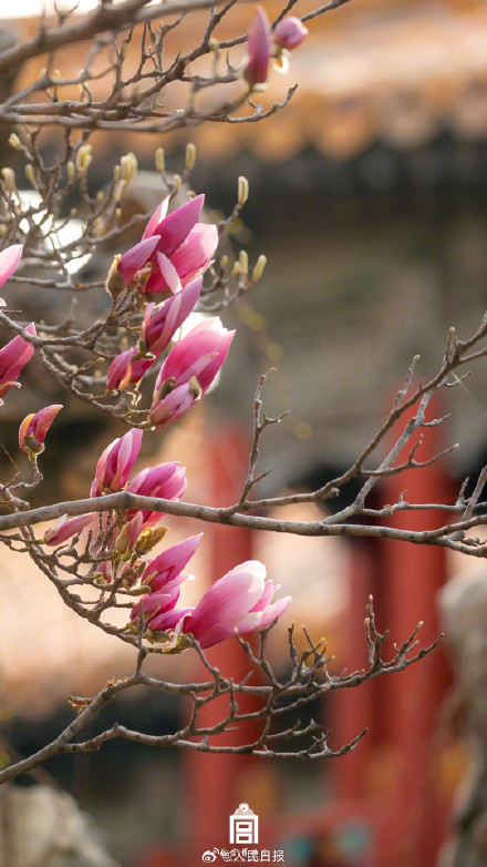 收藏！故宫花花花花壁纸上新