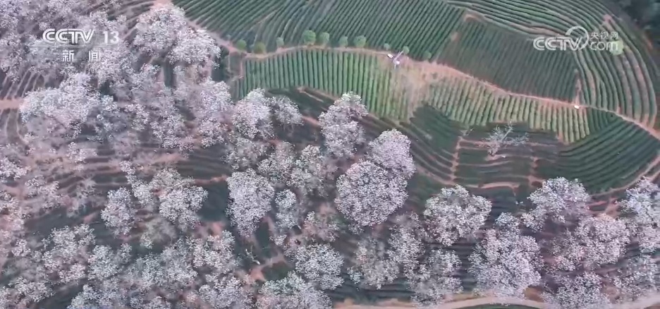 清明假日消费旺活力足 短途游、赏花+、国风潮成为热门关键词