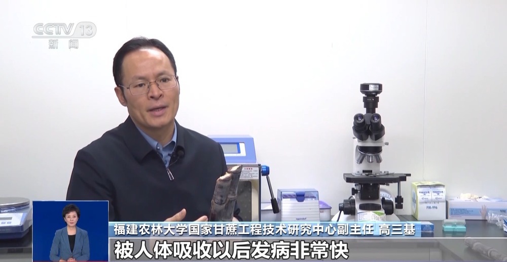 清明前后的甘蔗“毒过蛇”?专家辟谣:元凶是霉菌 清明前后的甘蔗“毒过蛇”?专家辟谣:元凶是霉菌